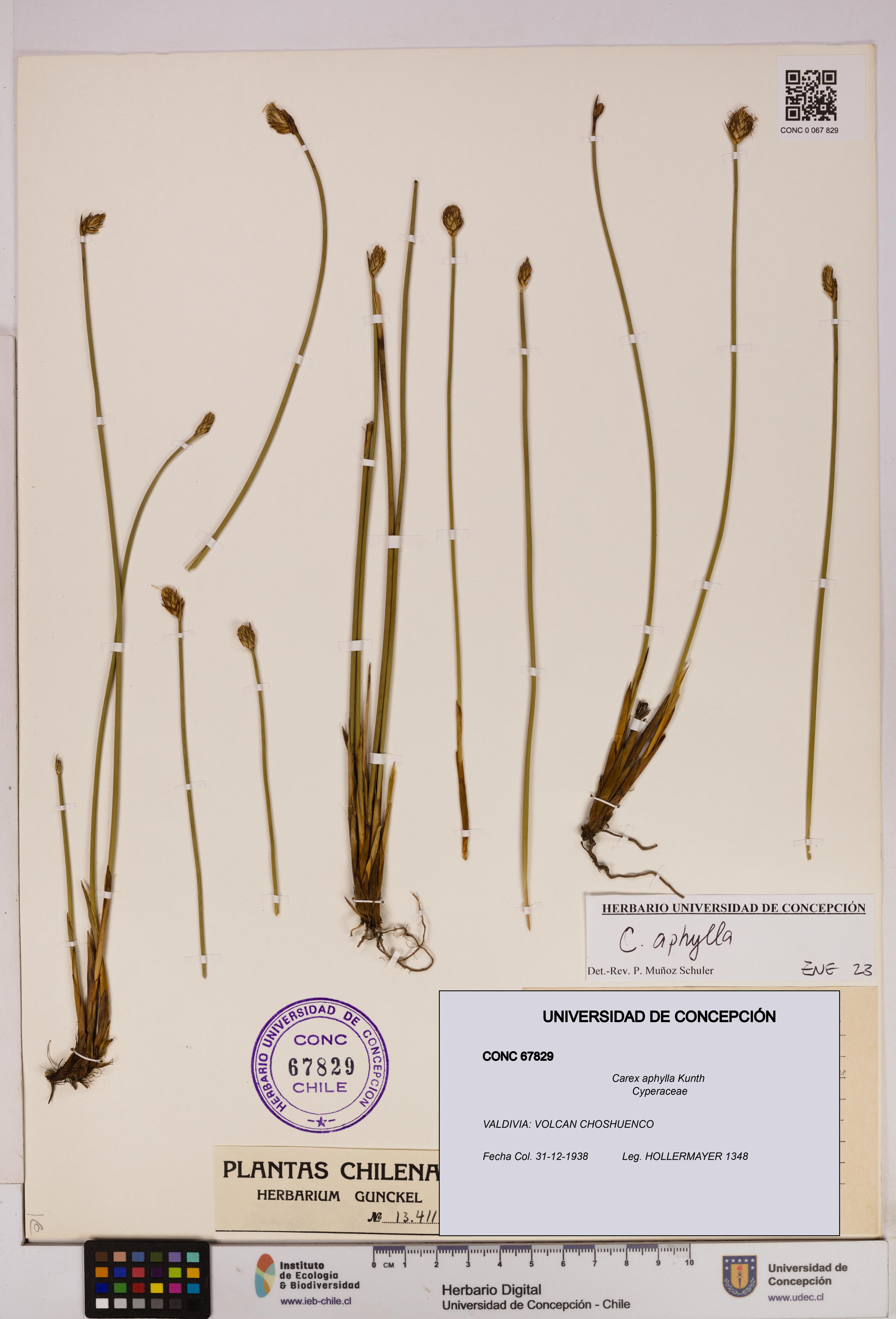 Carex aphylla [Espécimen: UDEC:CONC:0067829]