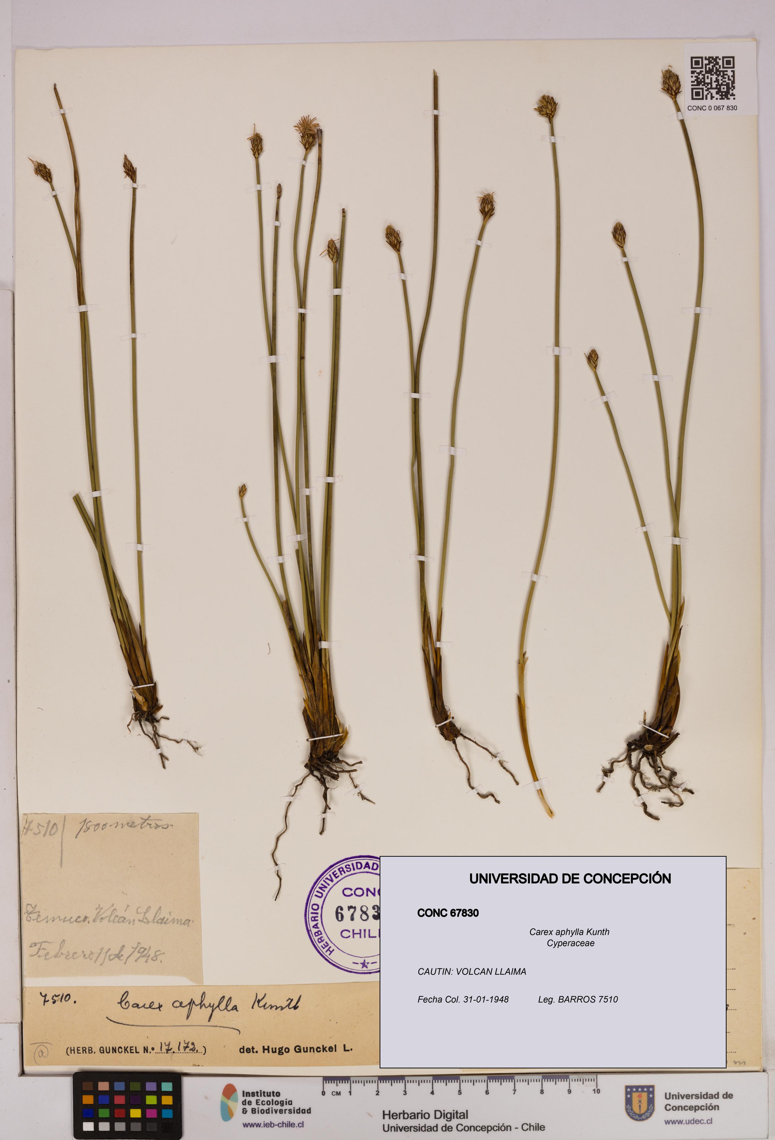Carex aphylla [Espécimen: UDEC:CONC:0067830]