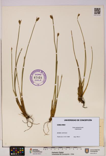 Carex aphylla [Espécimen: UDEC:CONC:0067831]