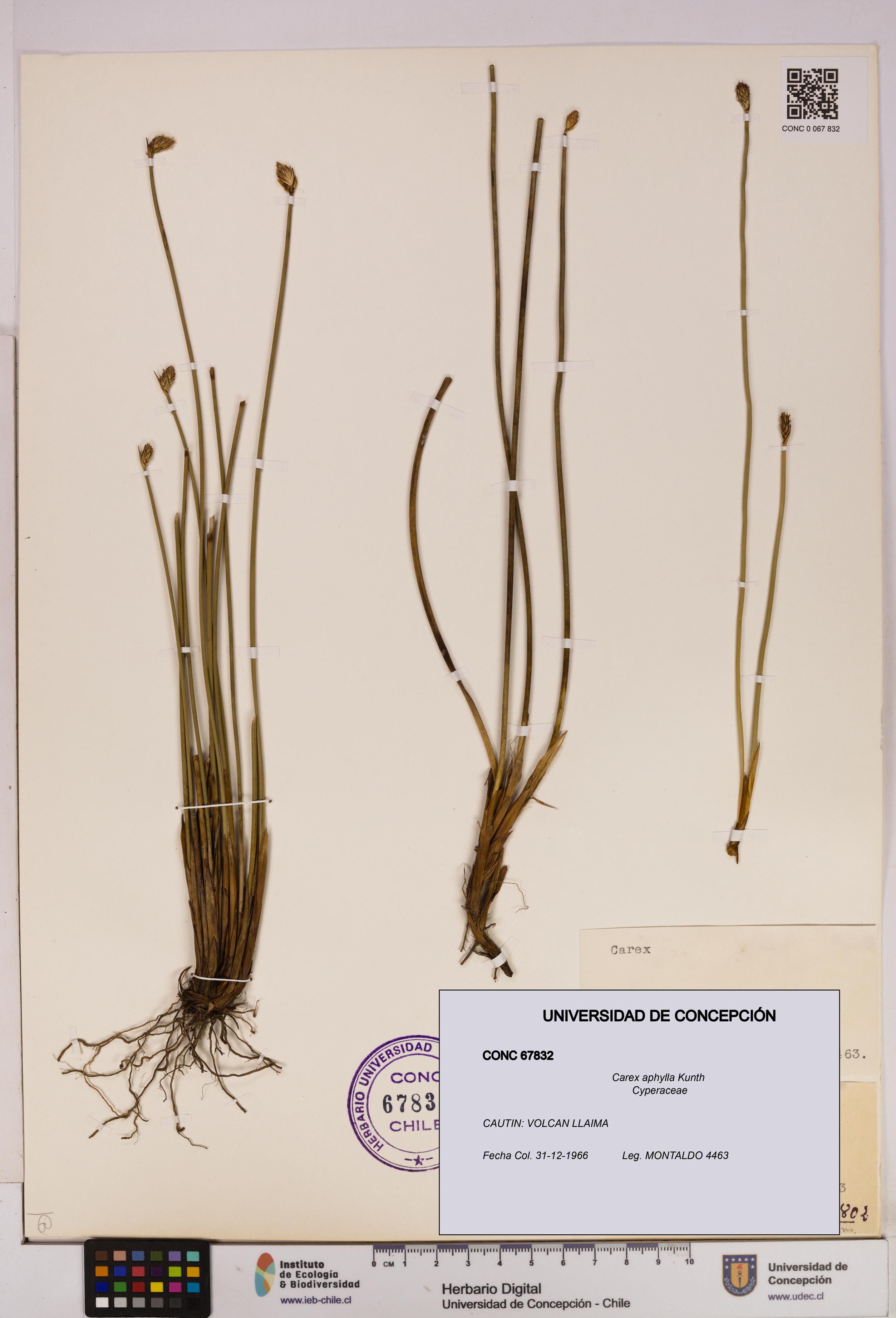 Carex aphylla [Espécimen: UDEC:CONC:0067832]