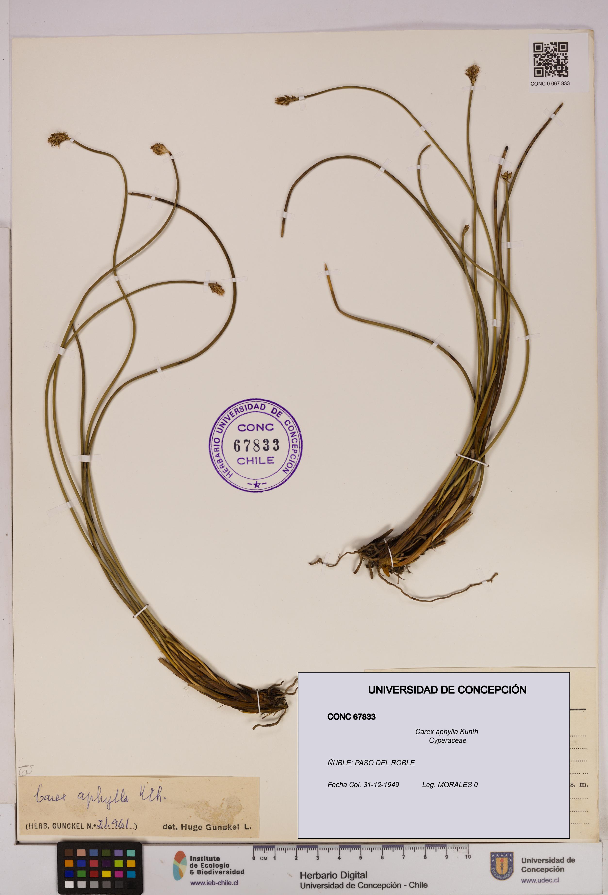 Carex aphylla [Espécimen: UDEC:CONC:0067833]