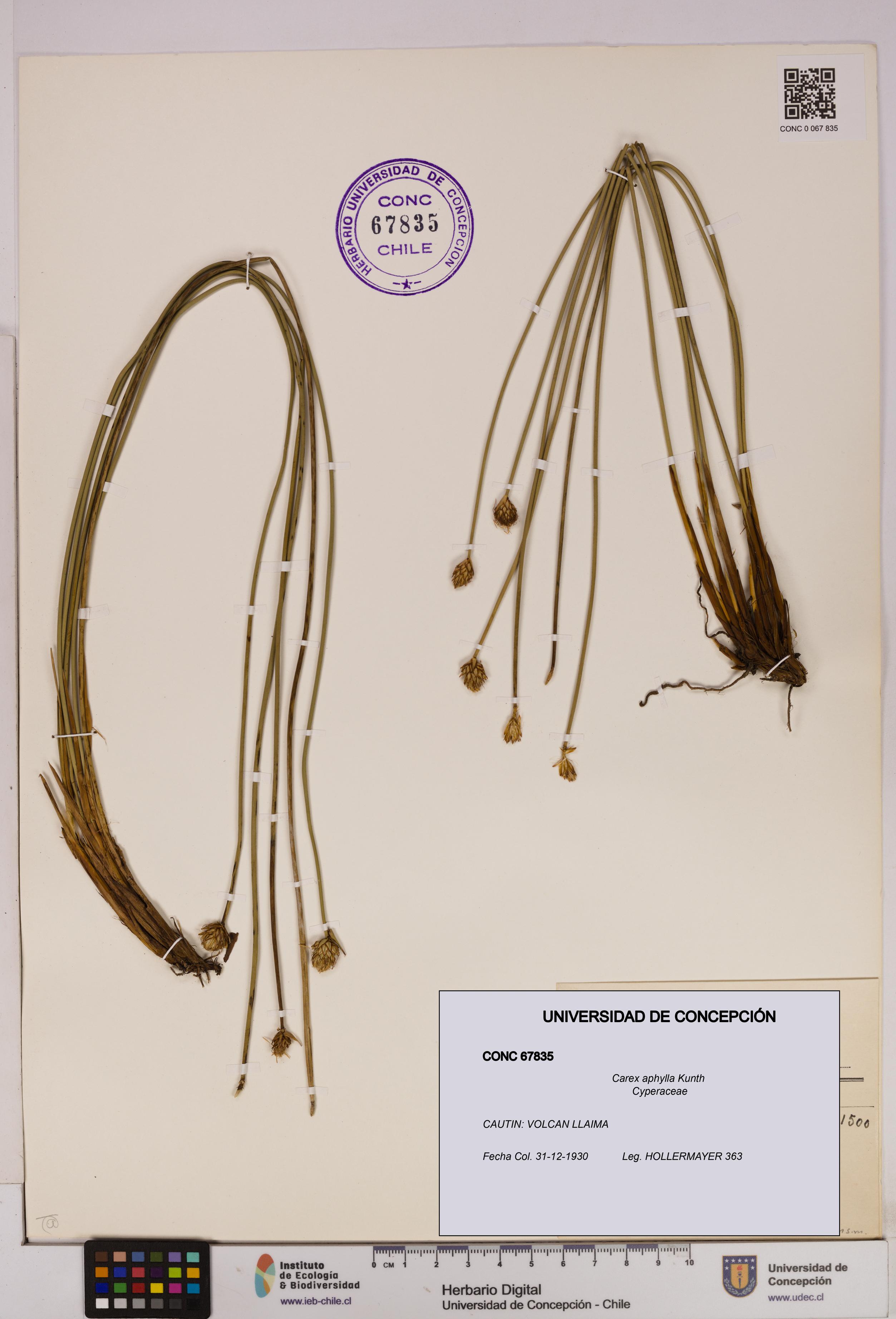 Carex aphylla [Espécimen: UDEC:CONC:0067835]