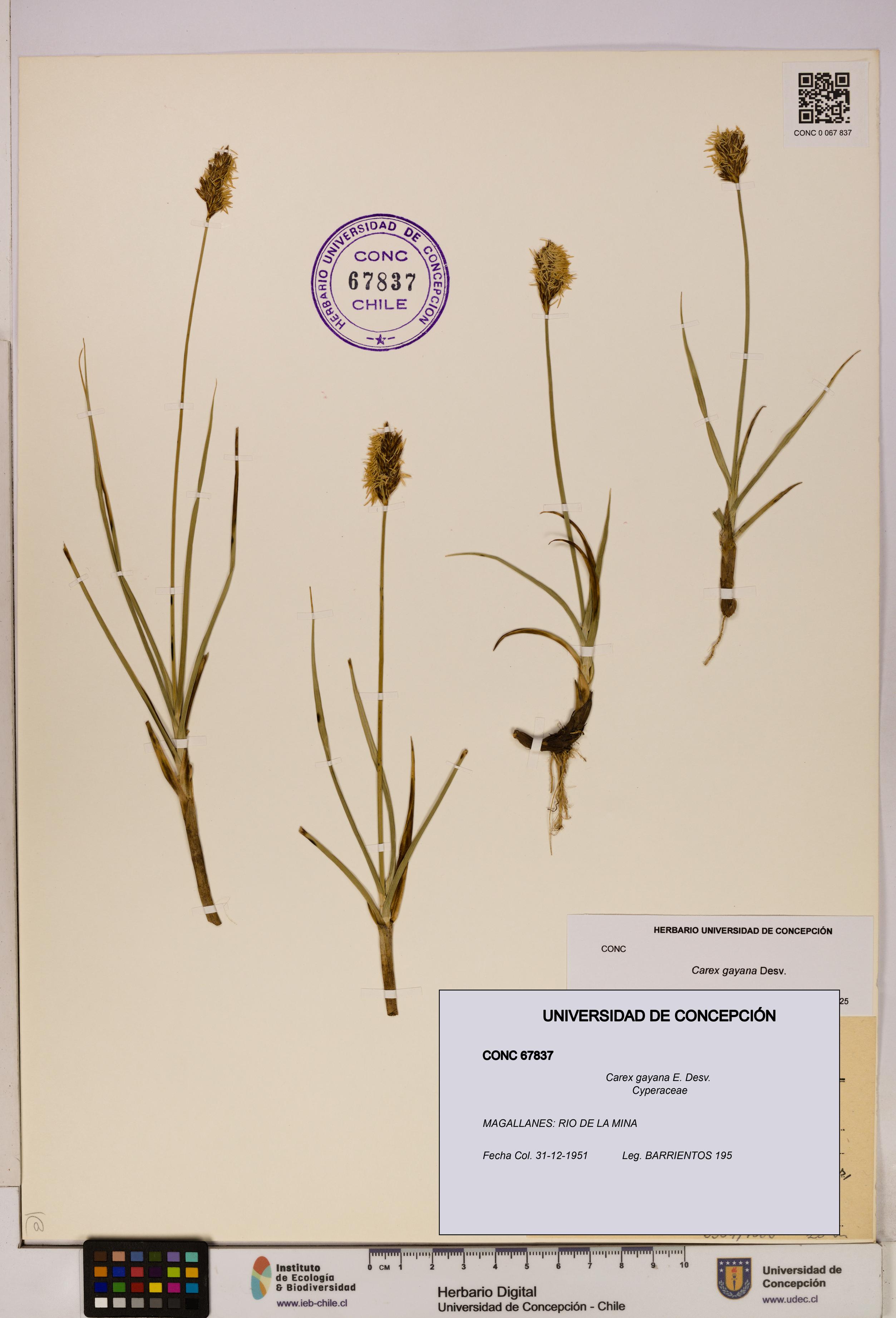 Carex gayana [Espécimen: UDEC:CONC:0067837]