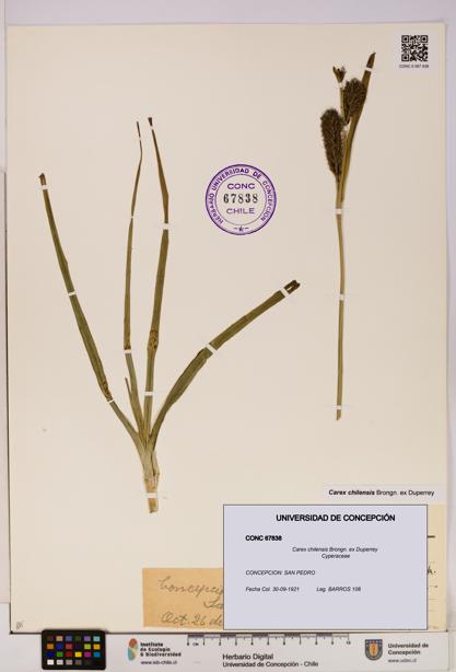Carex chilensis [Espécimen: UDEC:CONC:0067838]