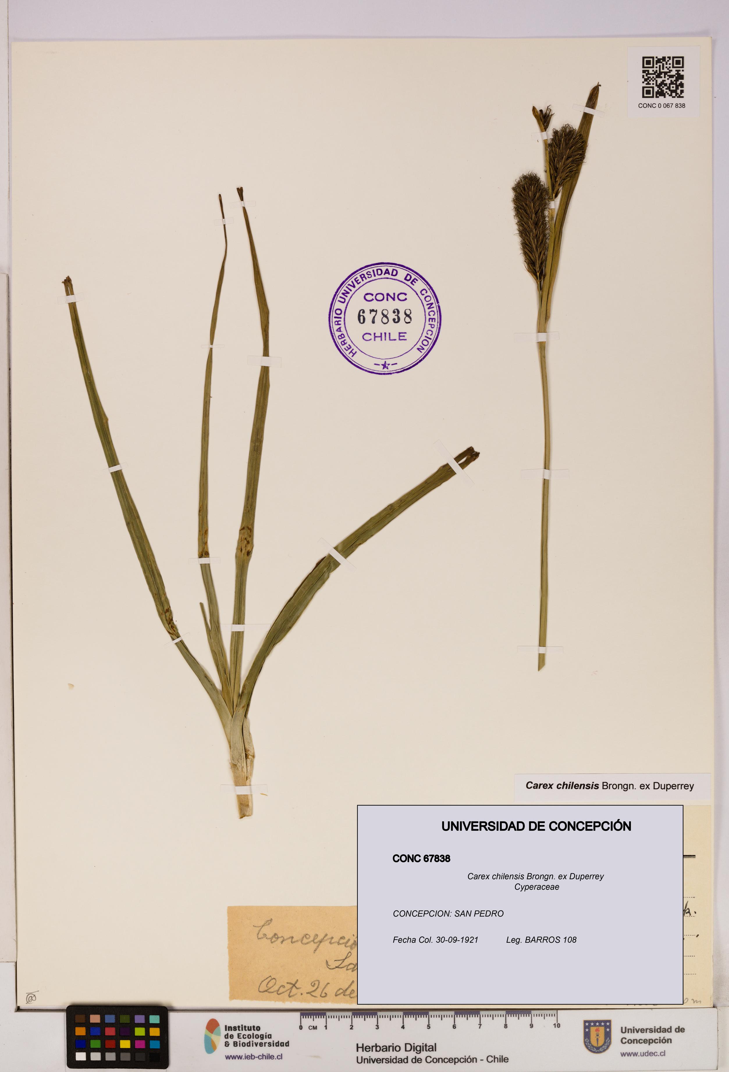 Carex chilensis [Espécimen: UDEC:CONC:0067838]