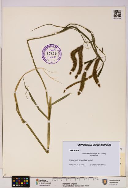 Carex chilensis [Espécimen: UDEC:CONC:0067839]