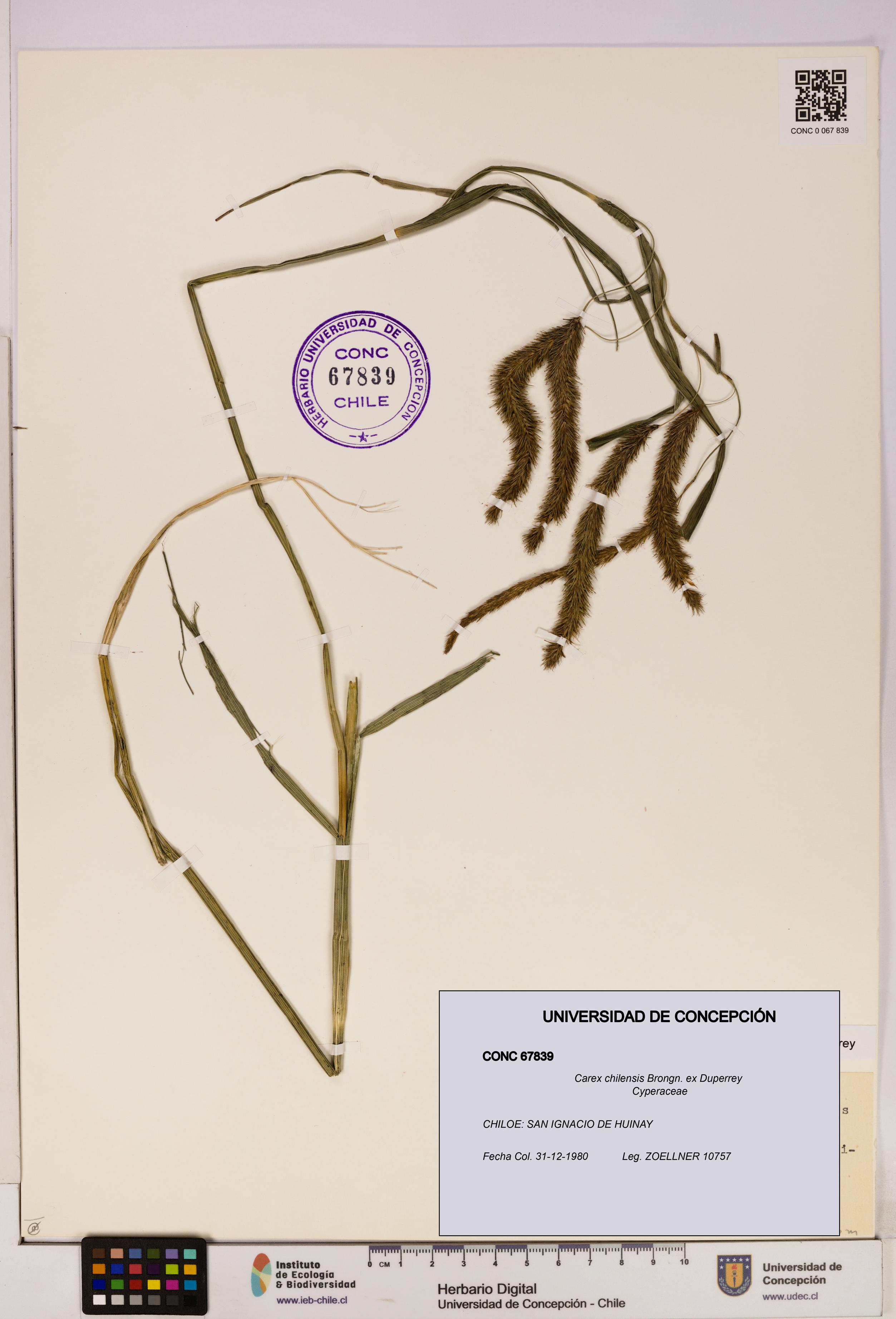 Carex chilensis [Espécimen: UDEC:CONC:0067839]