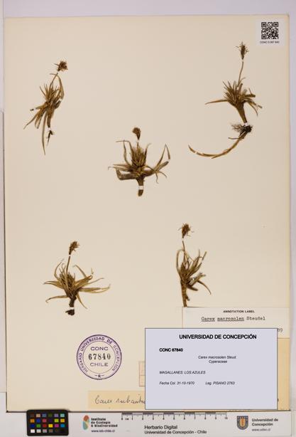 Carex macrosolen [Espécimen: UDEC:CONC:0067840]