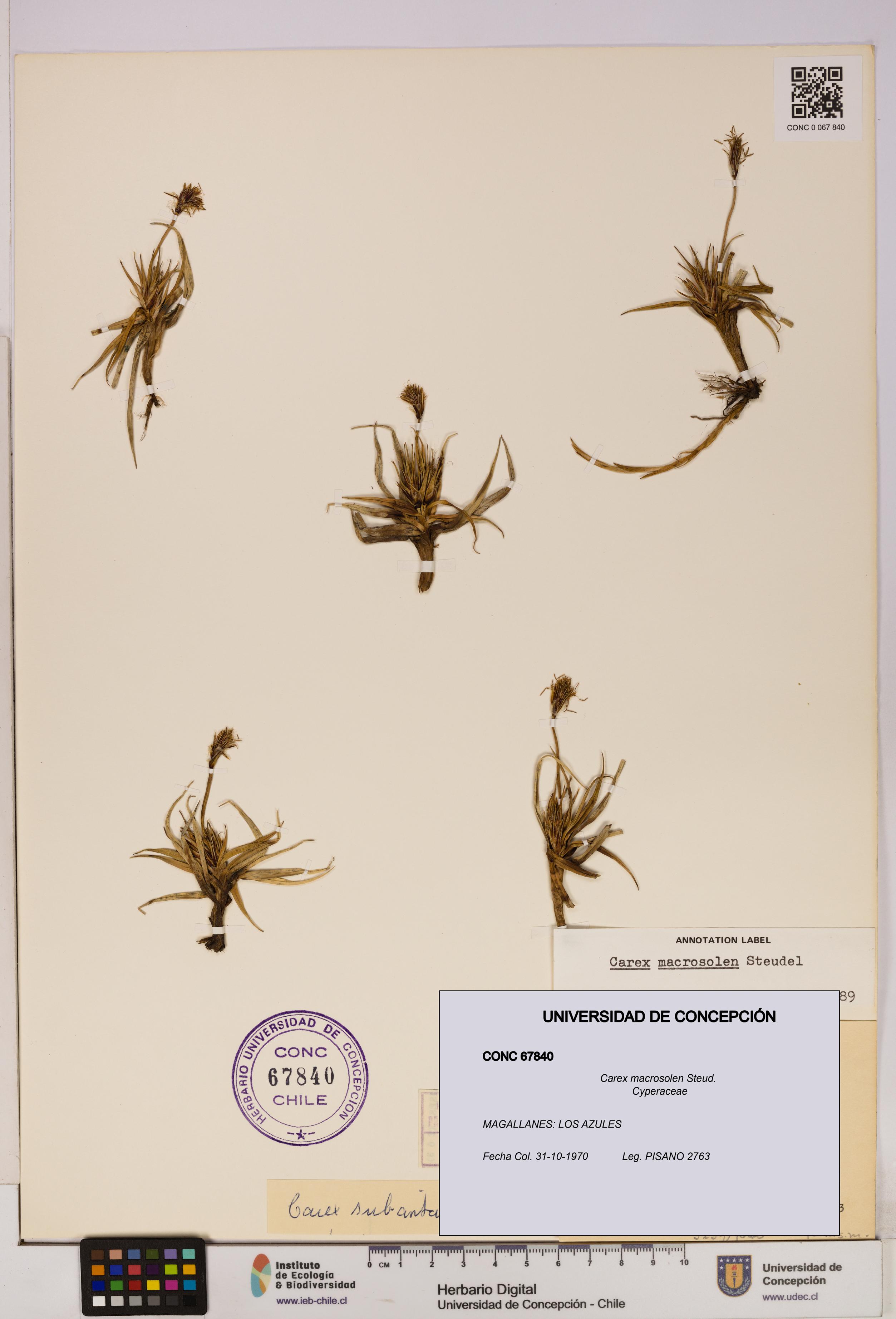 Carex macrosolen [Espécimen: UDEC:CONC:0067840]