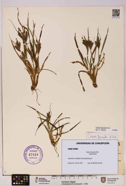 Carex fuscula [Espécimen: UDEC:CONC:0067850]