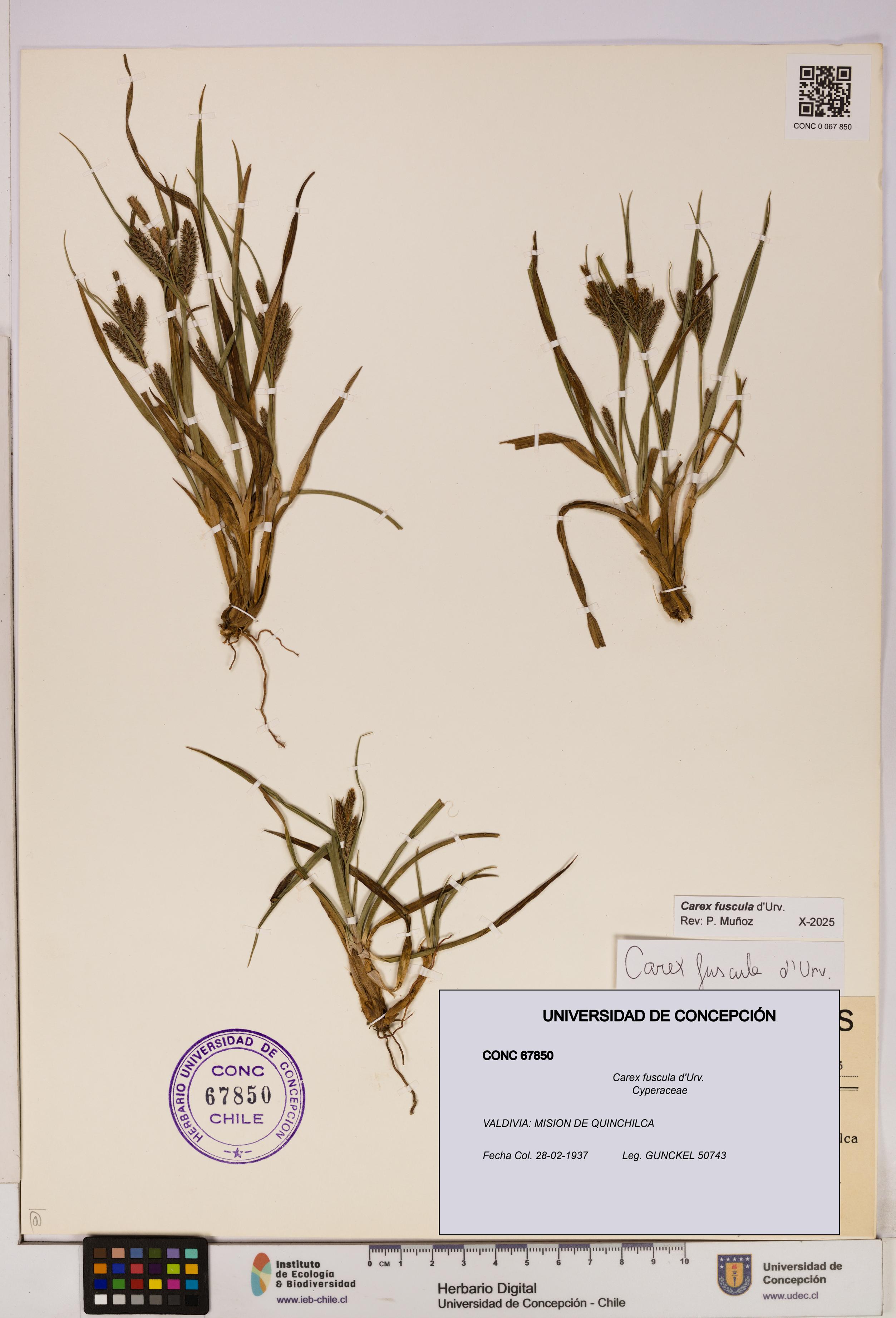 Carex fuscula [Espécimen: UDEC:CONC:0067850]