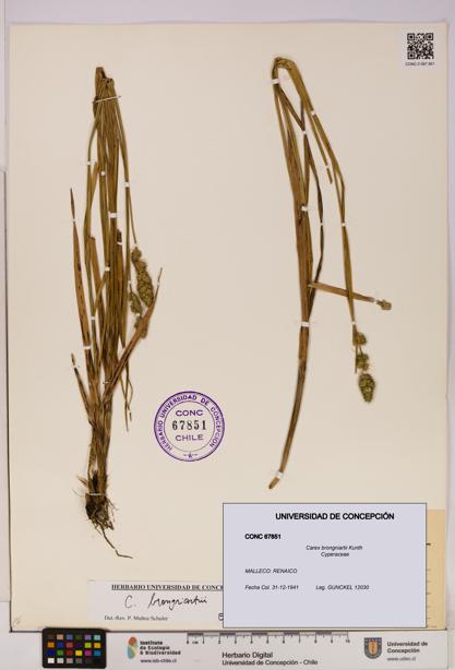 Carex brongniartii [Espécimen: UDEC:CONC:0067851]