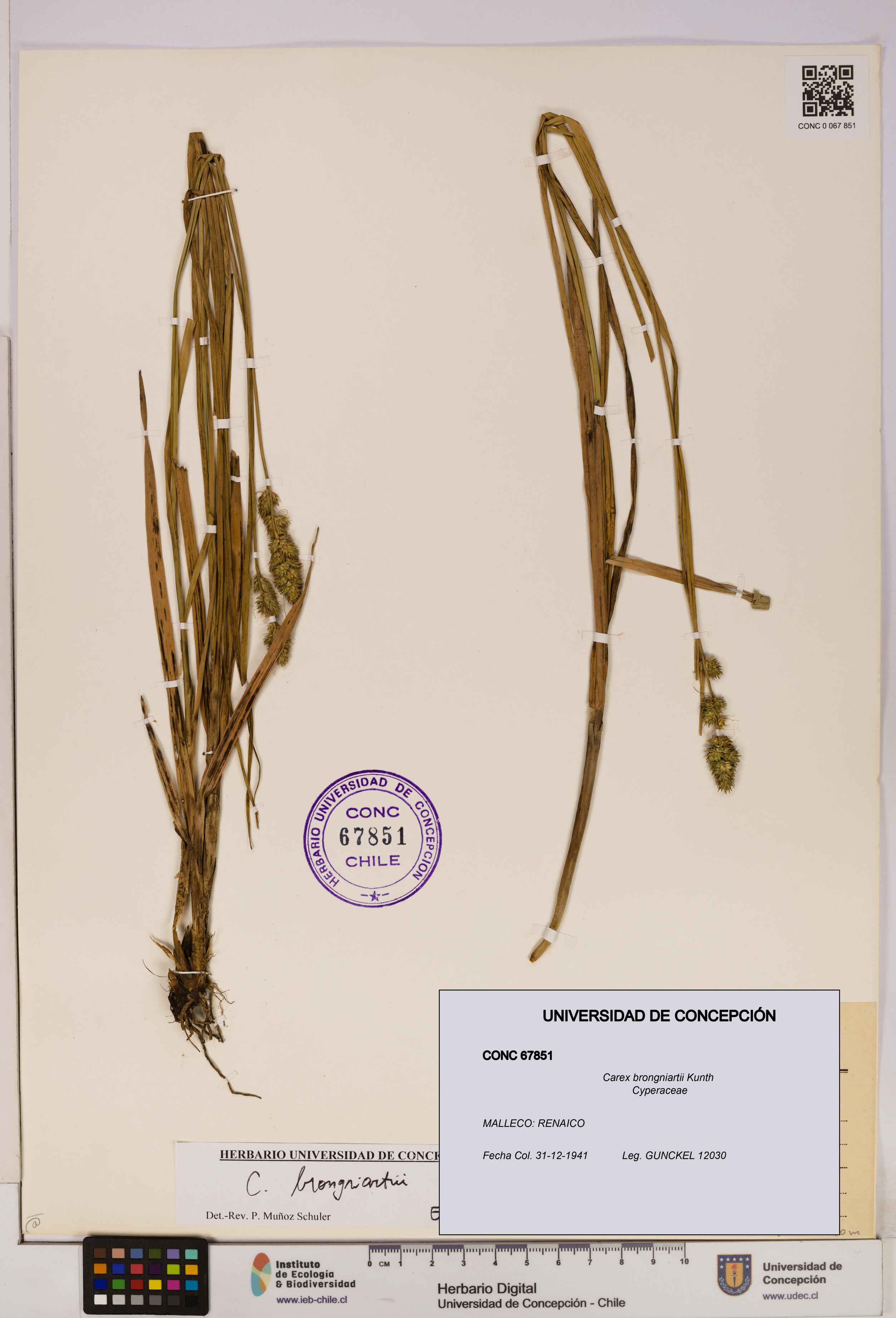 Carex brongniartii [Espécimen: UDEC:CONC:0067851]