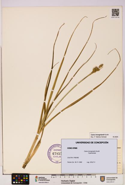 Carex brongniartii [Espécimen: UDEC:CONC:0067855]