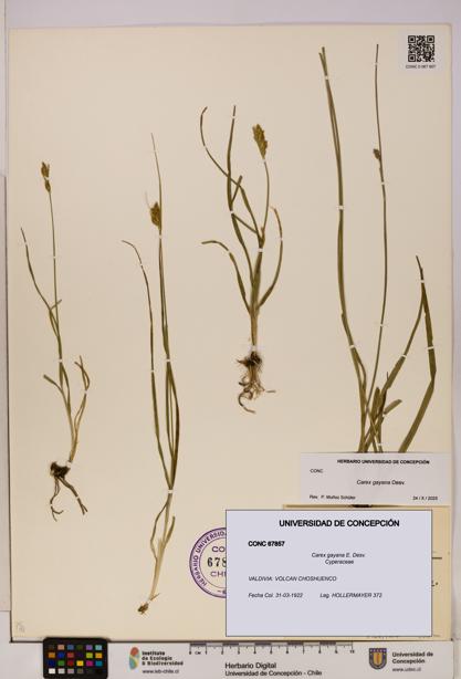 Carex gayana [Espécimen: UDEC:CONC:0067857]