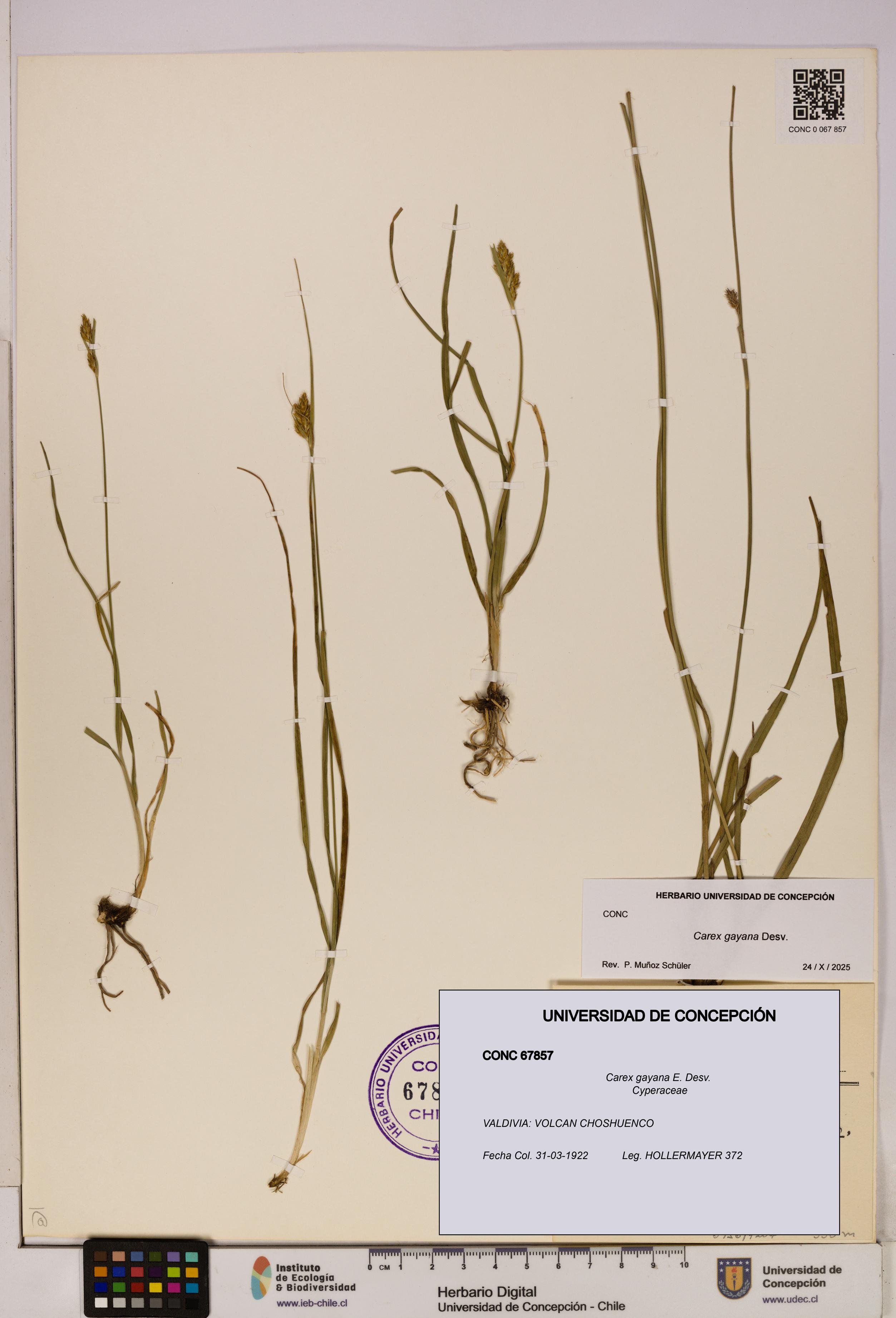 Carex gayana [Espécimen: UDEC:CONC:0067857]