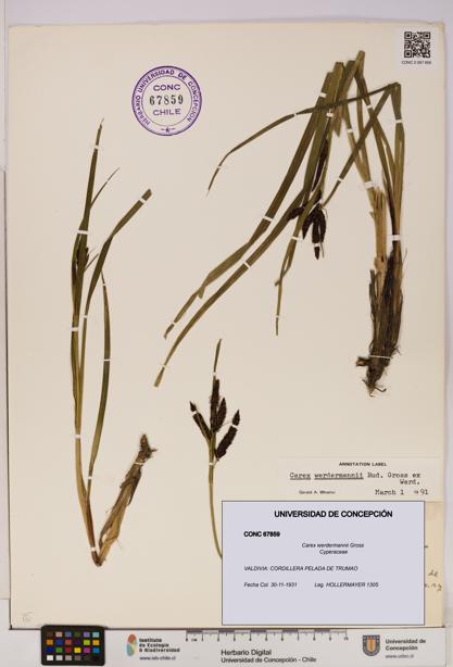 Carex werdermannii [Espécimen: UDEC:CONC:0067859]