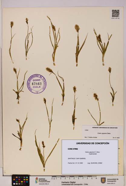 Carex gayana [Espécimen: UDEC:CONC:0067862]