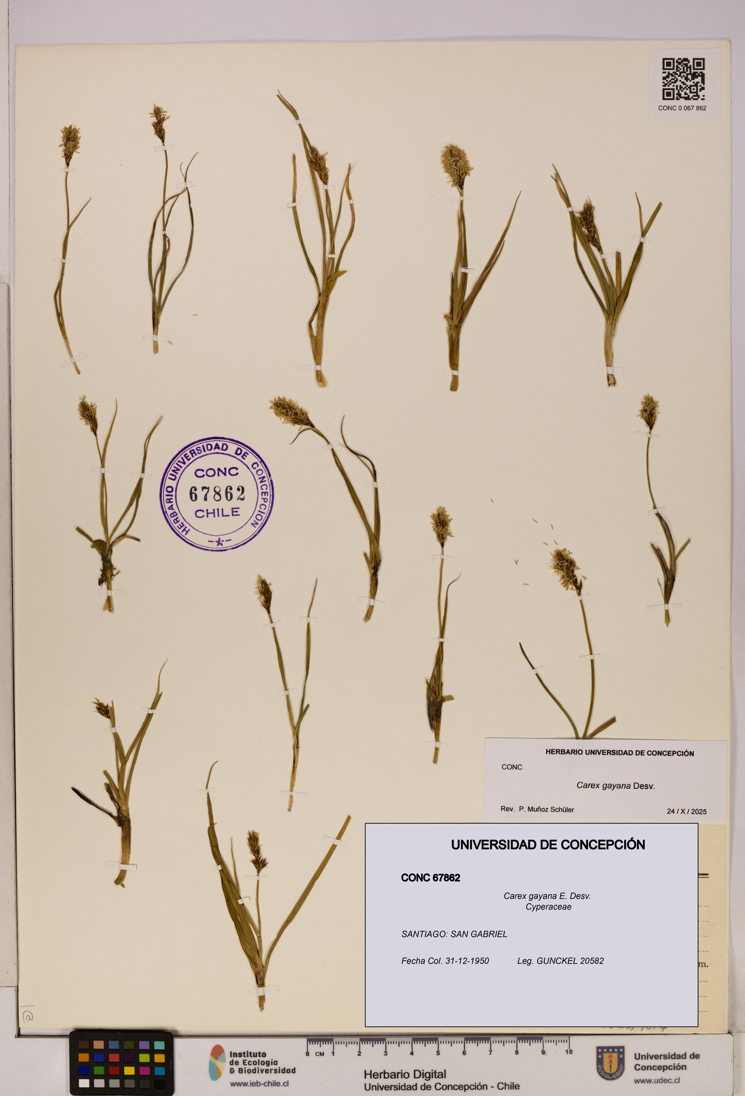 Carex gayana [Espécimen: UDEC:CONC:0067862]