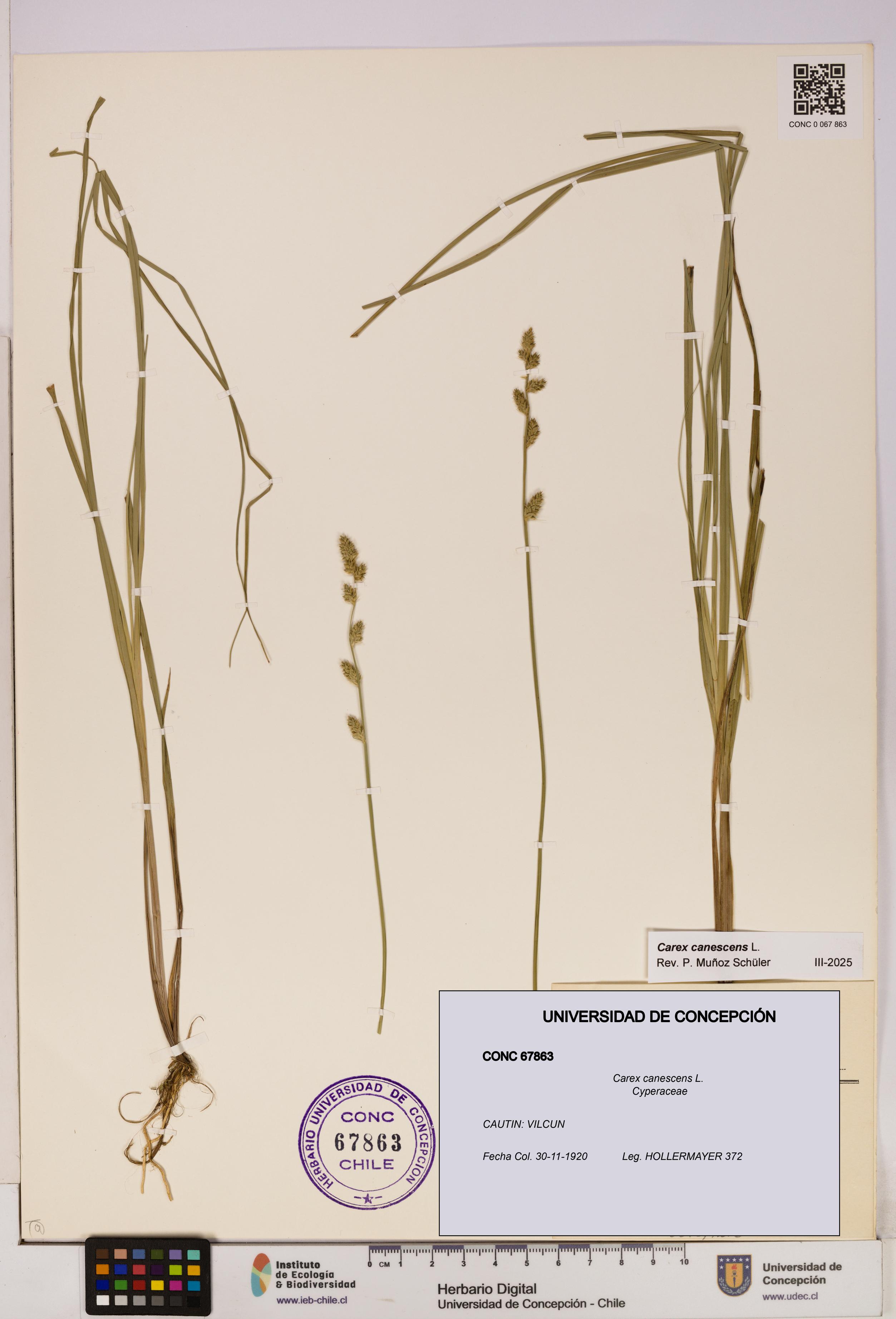 Carex canescens [Espécimen: UDEC:CONC:0067863]