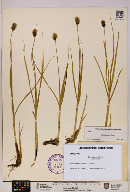 Carex gayana [Espécimen: UDEC:CONC:0067867]