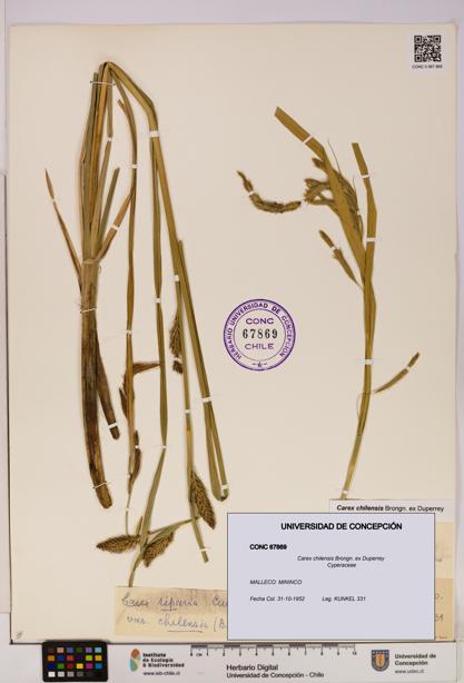 Carex chilensis [Espécimen: UDEC:CONC:0067869]