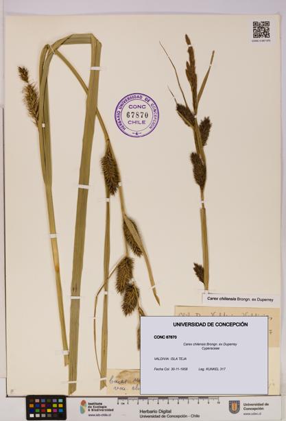 Carex chilensis [Espécimen: UDEC:CONC:0067870]