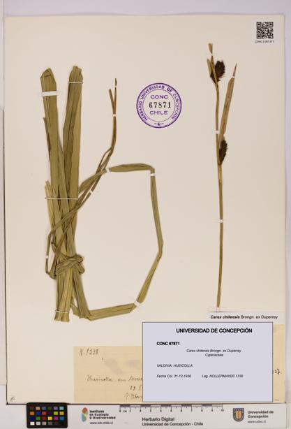Carex chilensis [Espécimen: UDEC:CONC:0067871]