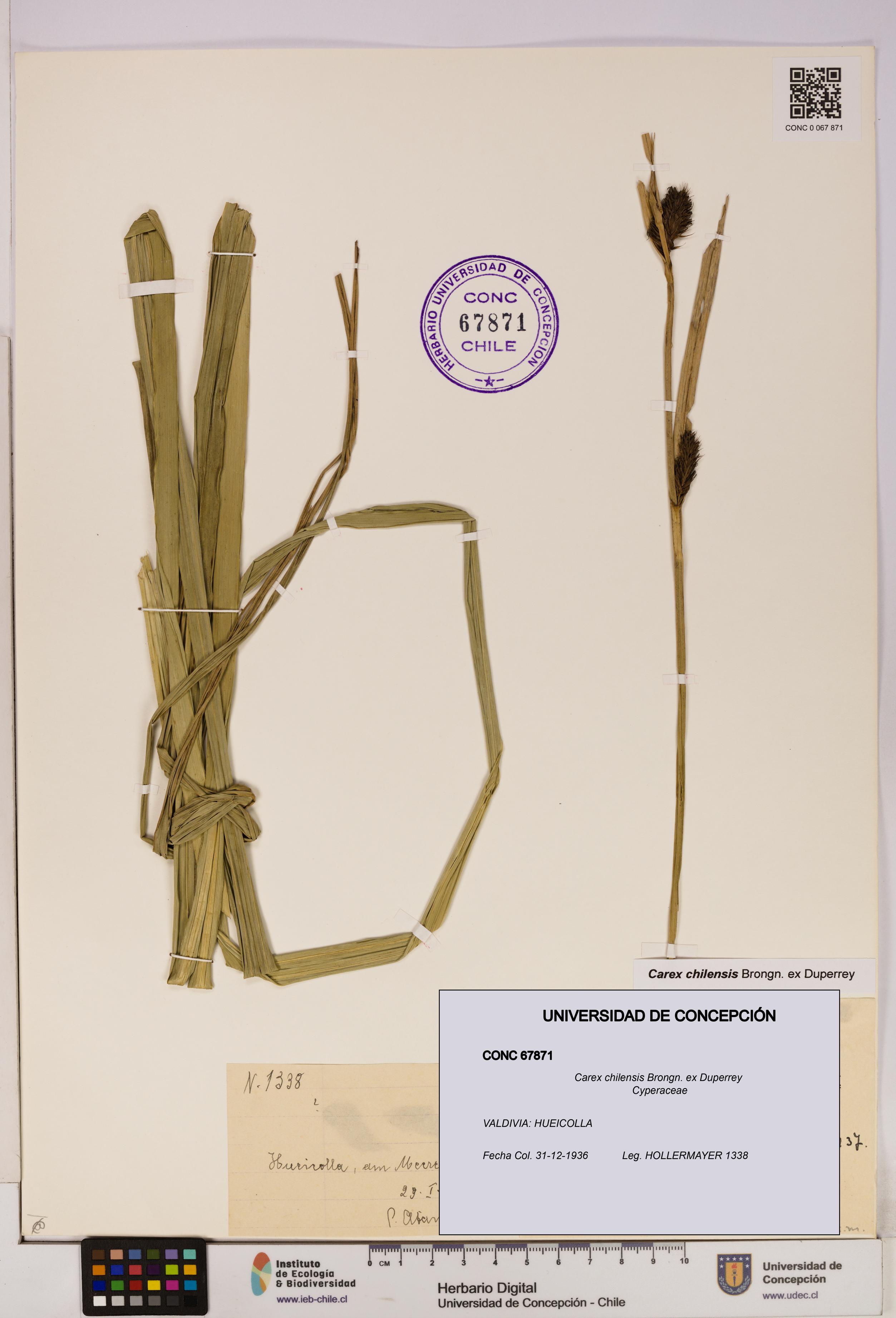 Carex chilensis [Espécimen: UDEC:CONC:0067871]