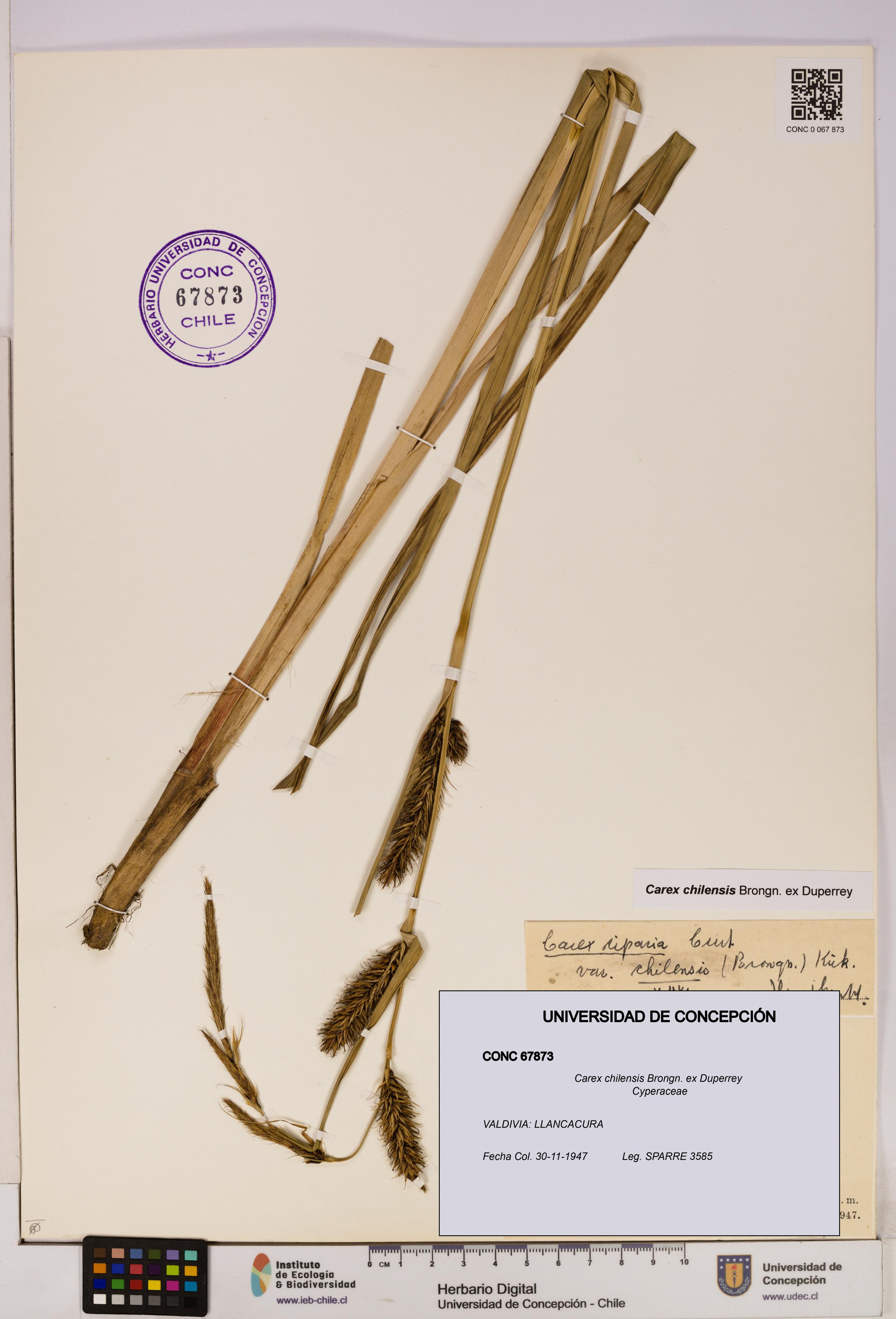 Carex chilensis [Espécimen: UDEC:CONC:0067873]