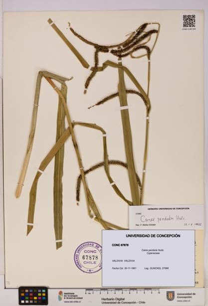 Carex pendula [Espécimen: UDEC:CONC:0067878]