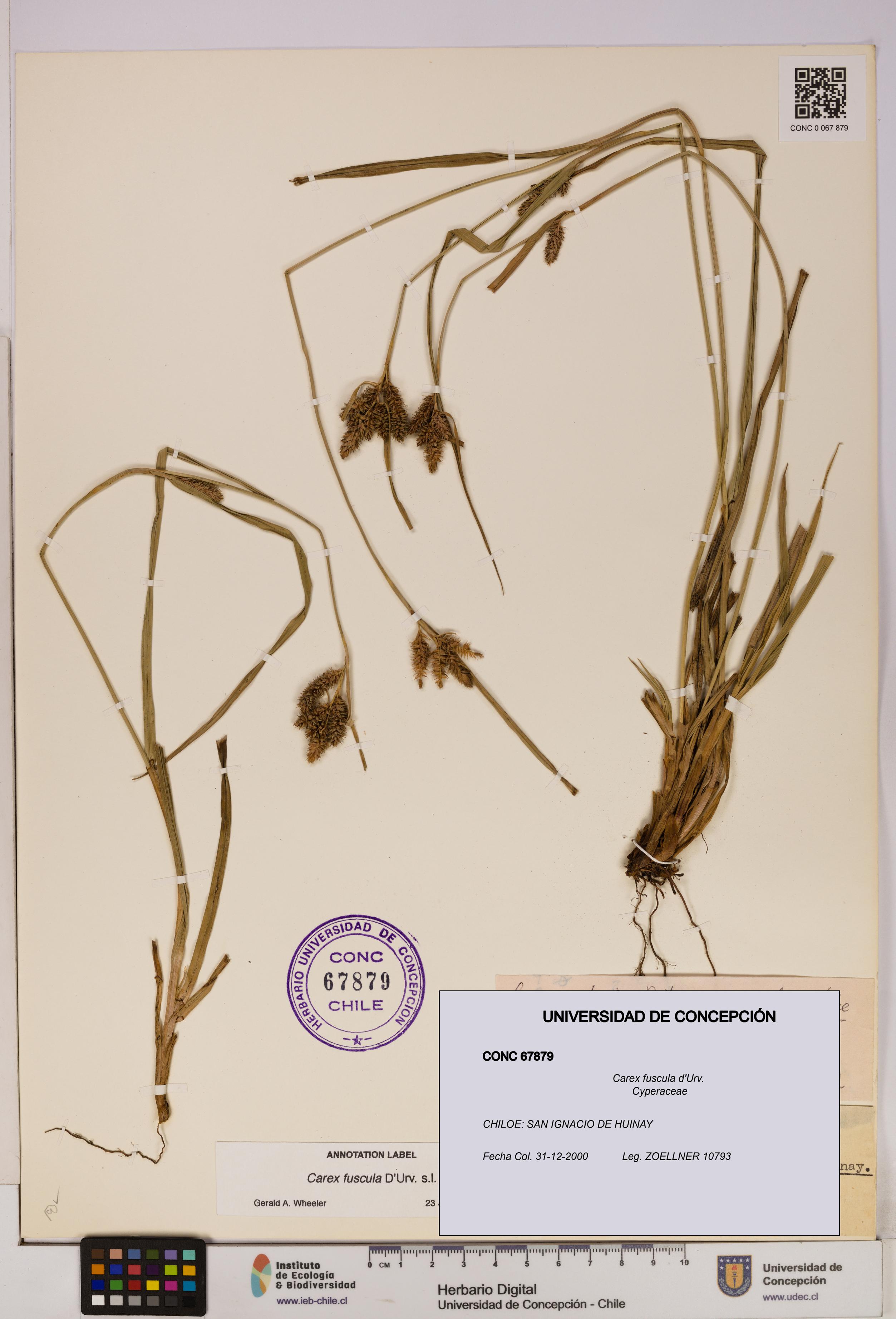 Carex fuscula [Espécimen: UDEC:CONC:0067879]