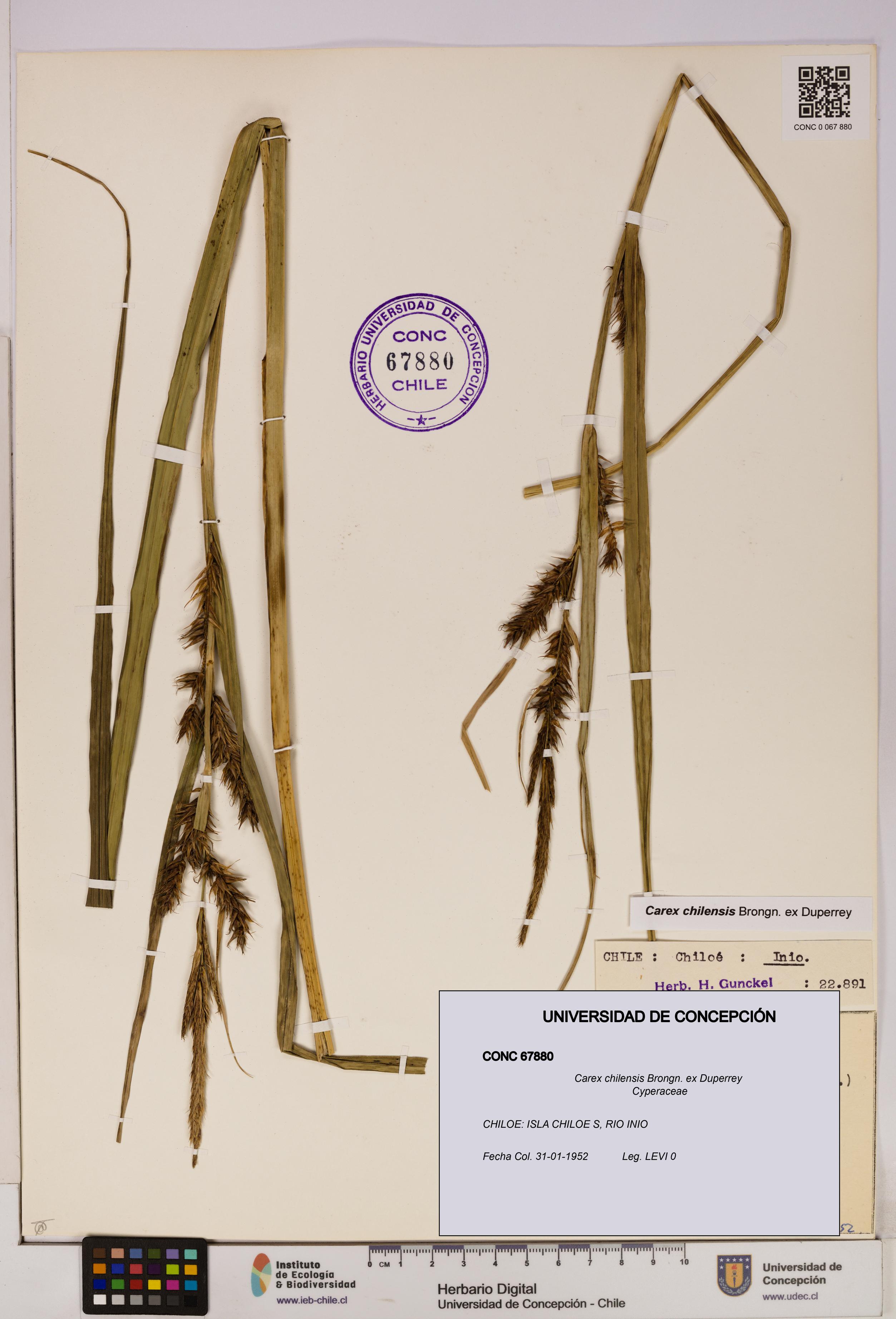 Carex chilensis [Espécimen: UDEC:CONC:0067880]