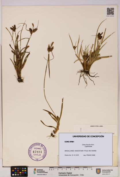 Carex fuscula [Espécimen: UDEC:CONC:0067881]
