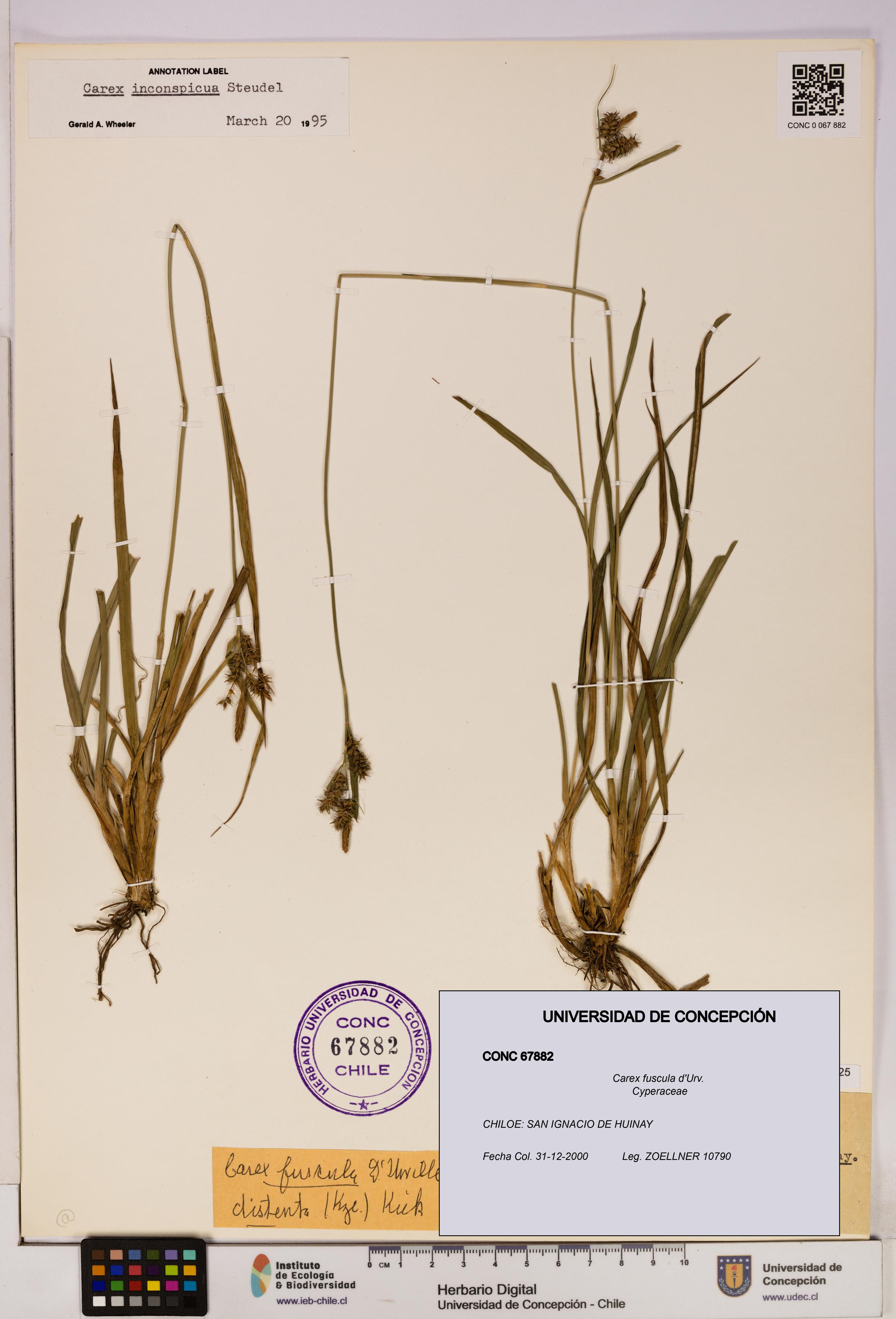Carex fuscula [Espécimen: UDEC:CONC:0067882]