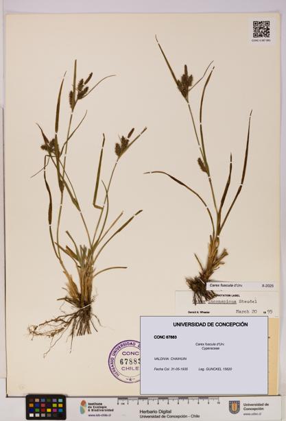 Carex fuscula [Espécimen: UDEC:CONC:0067883]