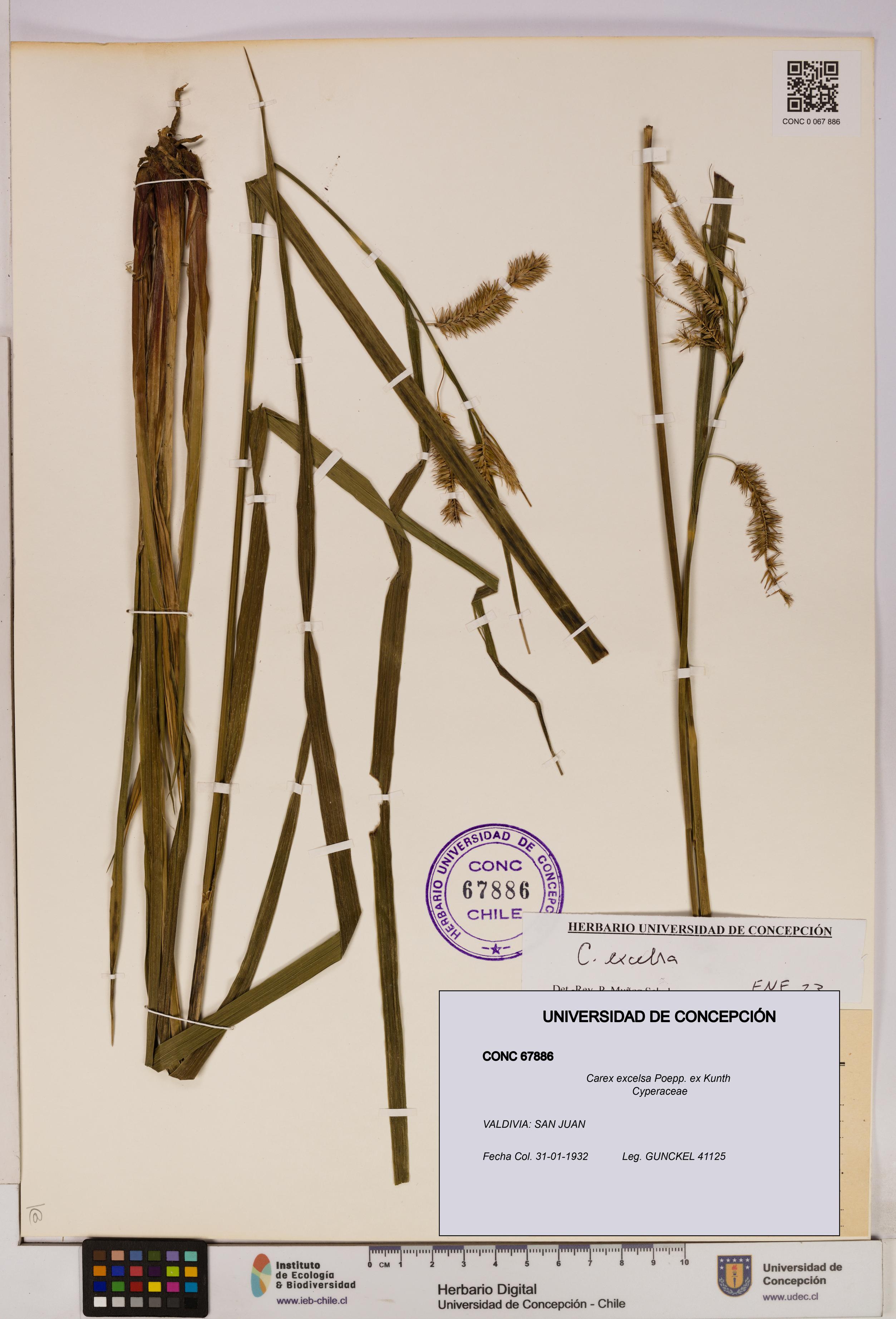 Carex excelsa [Espécimen: UDEC:CONC:0067886]