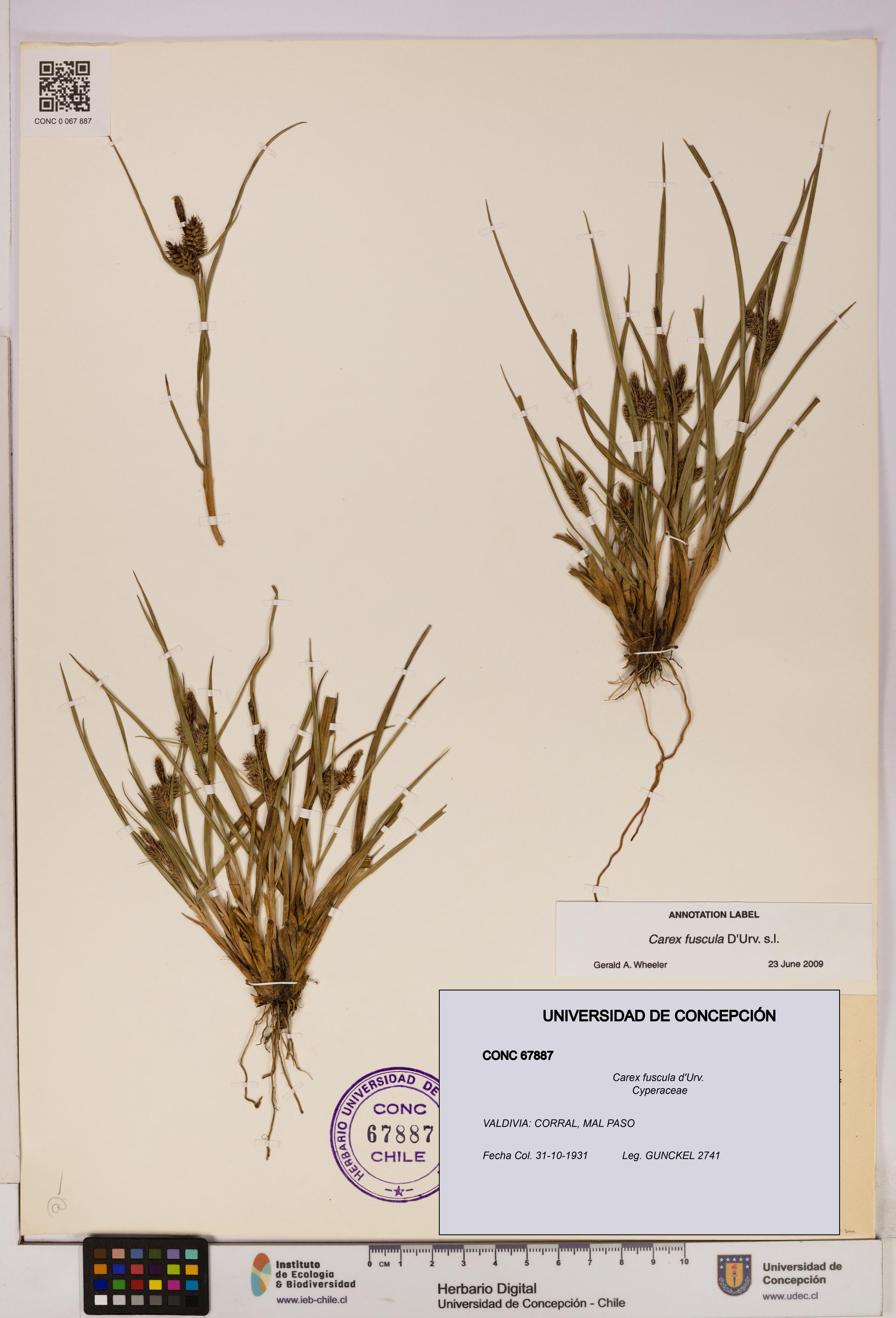 Carex fuscula [Espécimen: UDEC:CONC:0067887]