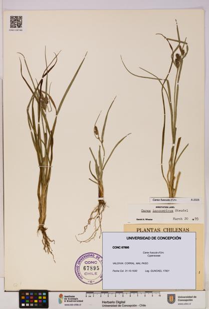 Carex fuscula [Espécimen: UDEC:CONC:0067895]