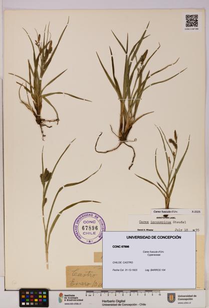 Carex fuscula [Espécimen: UDEC:CONC:0067896]