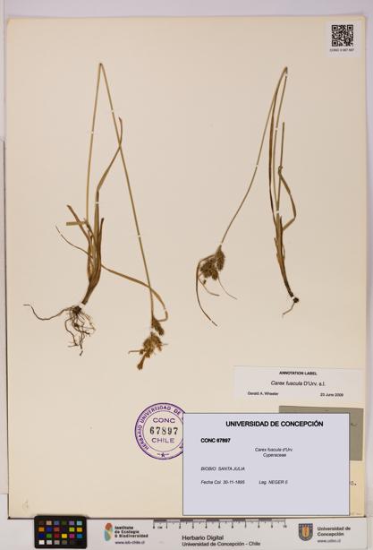 Carex fuscula [Espécimen: UDEC:CONC:0067897]