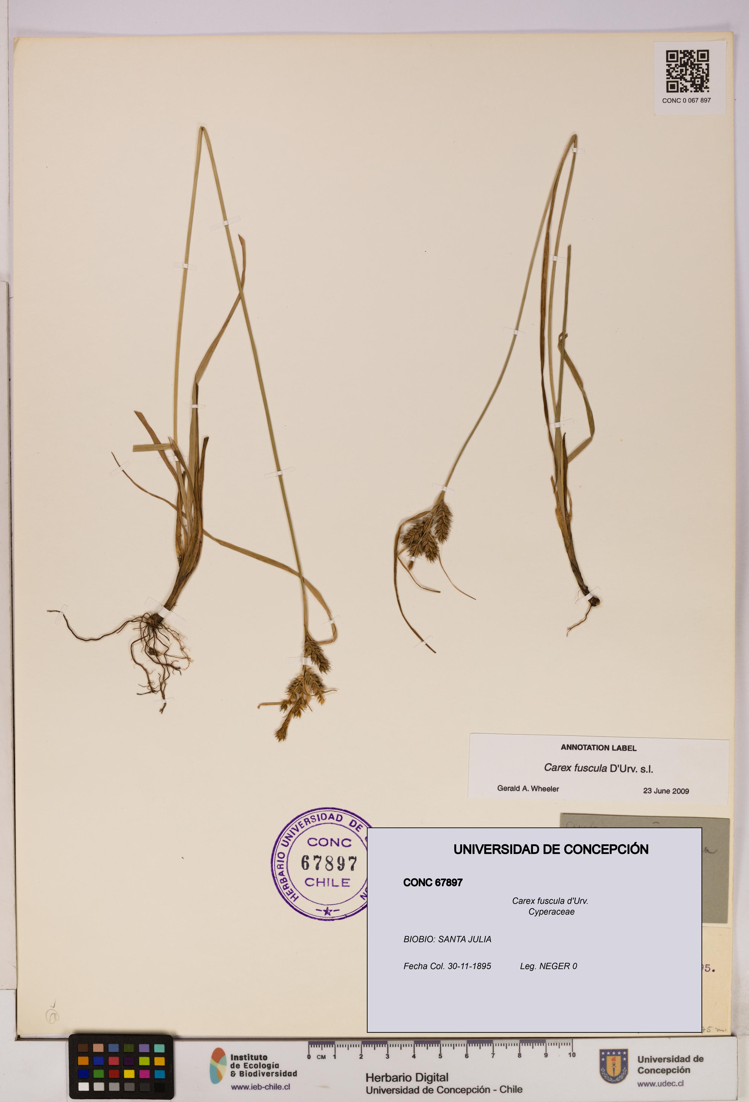 Carex fuscula [Espécimen: UDEC:CONC:0067897]