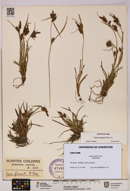 Carex fuscula [Espécimen: UDEC:CONC:0067898]