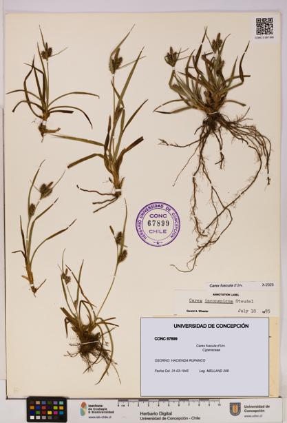 Carex fuscula [Espécimen: UDEC:CONC:0067899]