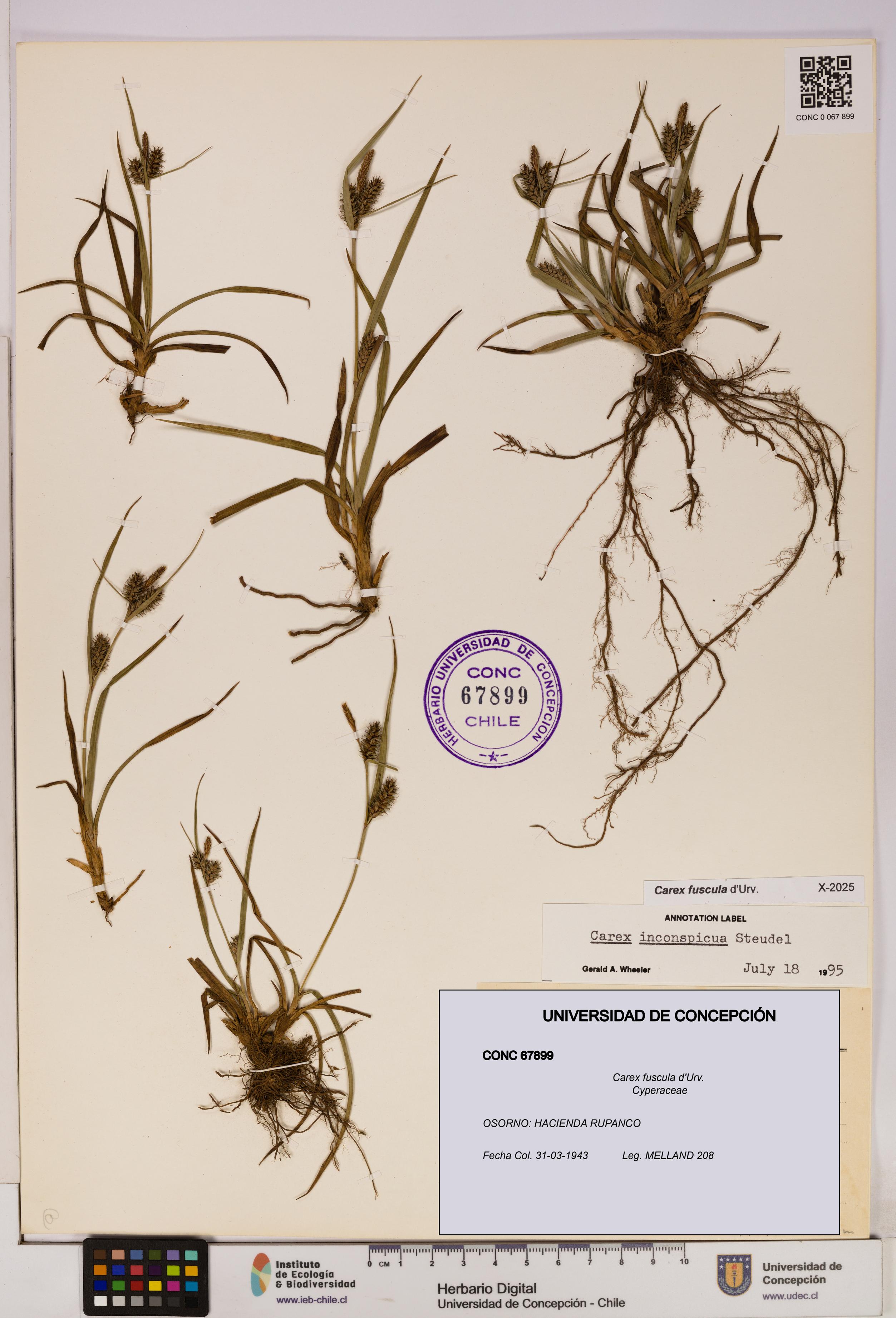 Carex fuscula [Espécimen: UDEC:CONC:0067899]