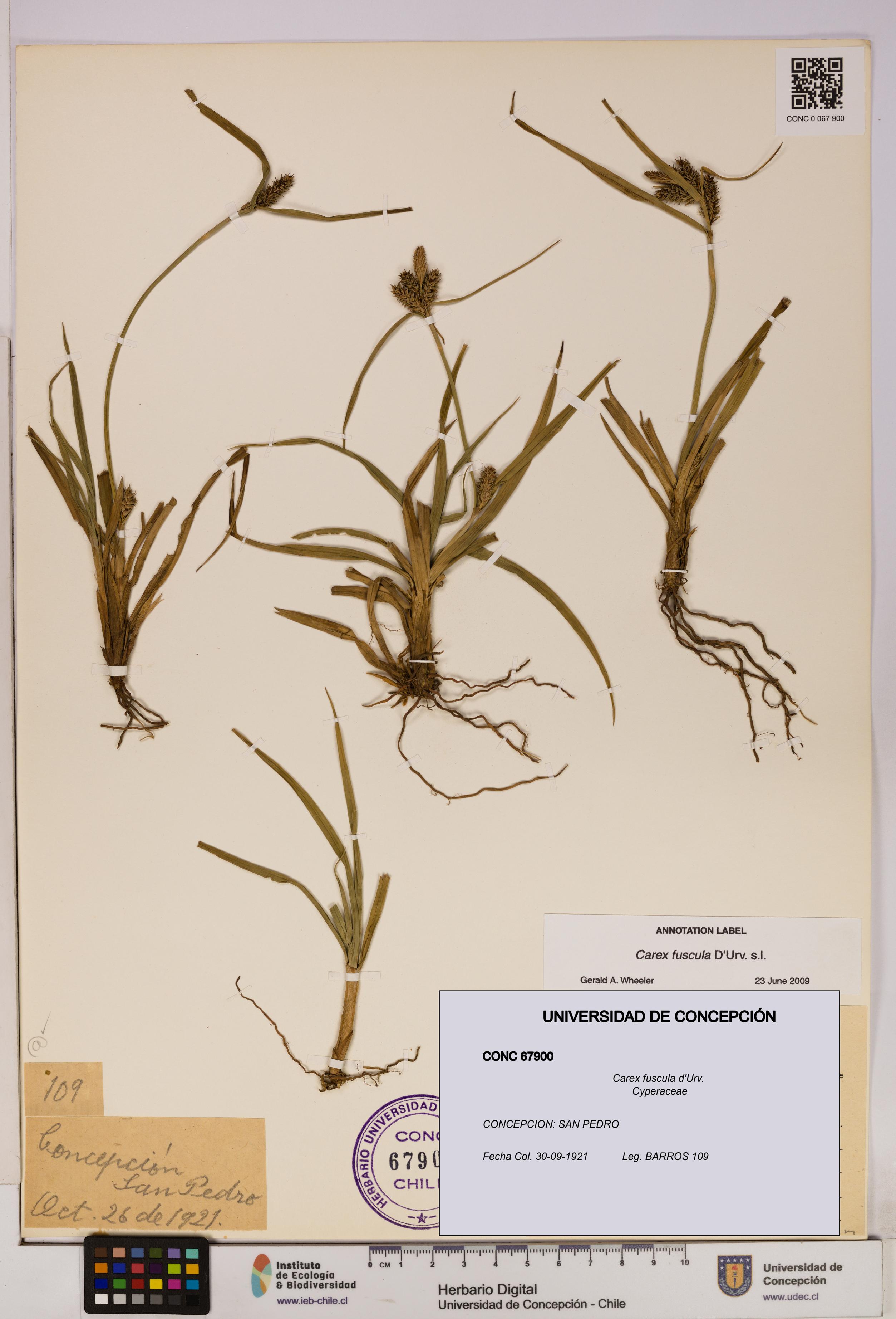 Carex fuscula [Espécimen: UDEC:CONC:0067900]