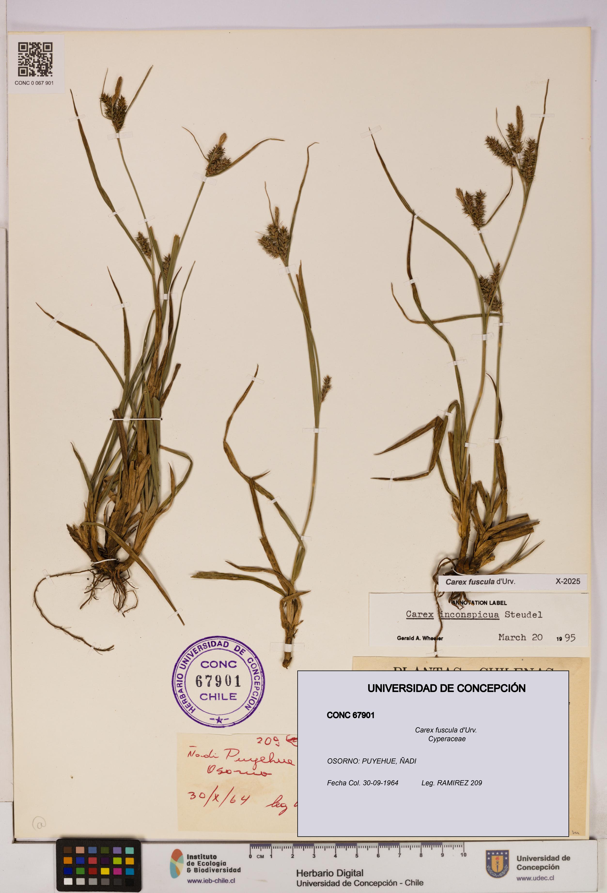 Carex fuscula [Espécimen: UDEC:CONC:0067901]