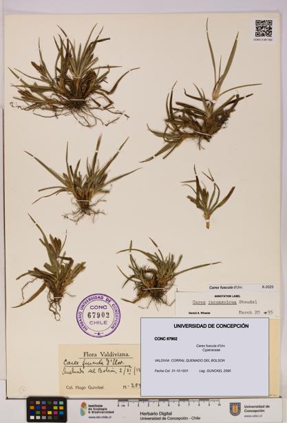 Carex fuscula [Espécimen: UDEC:CONC:0067902]