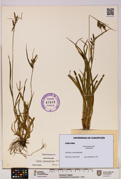 Carex fuscula [Espécimen: UDEC:CONC:0067903]