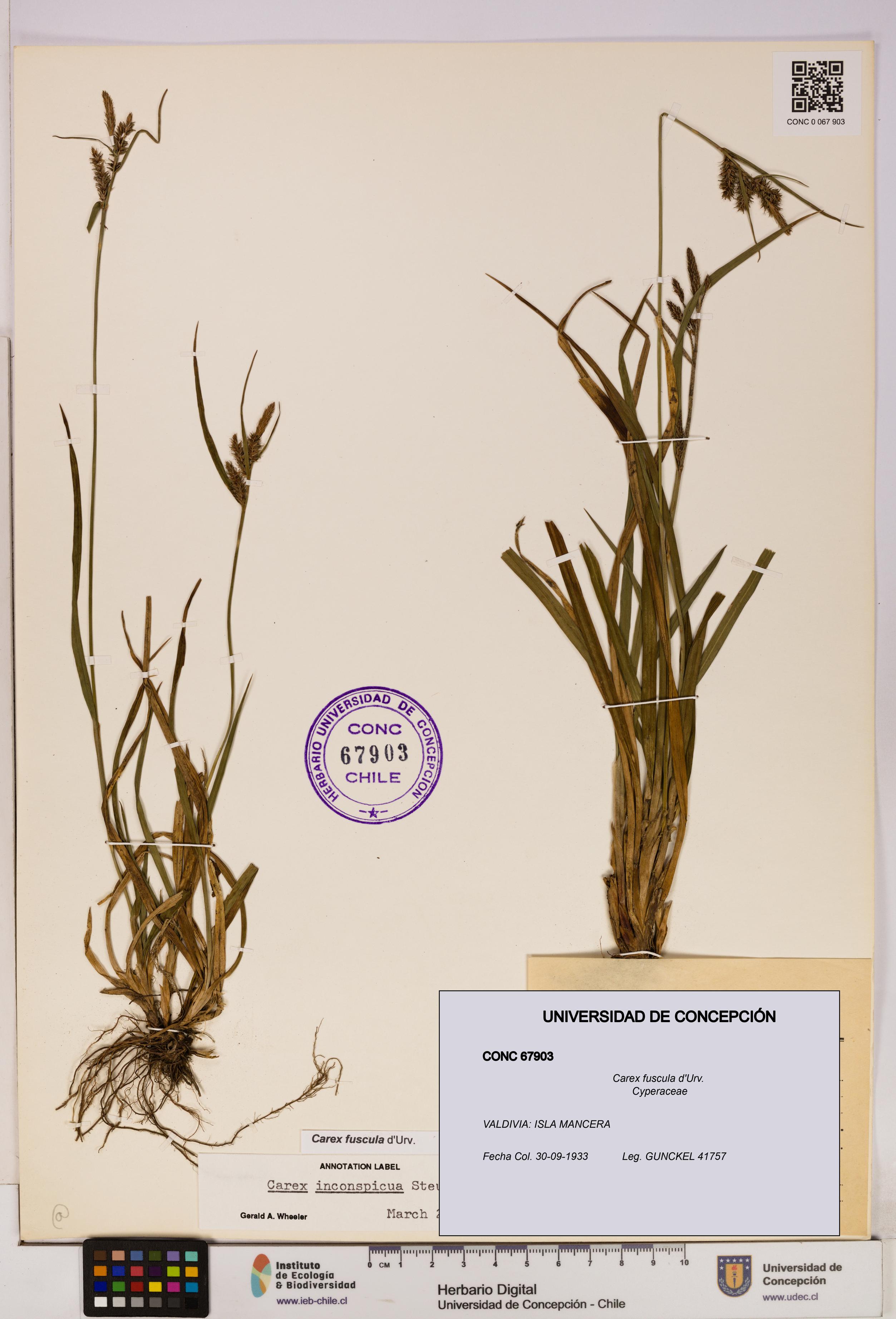 Carex fuscula [Espécimen: UDEC:CONC:0067903]